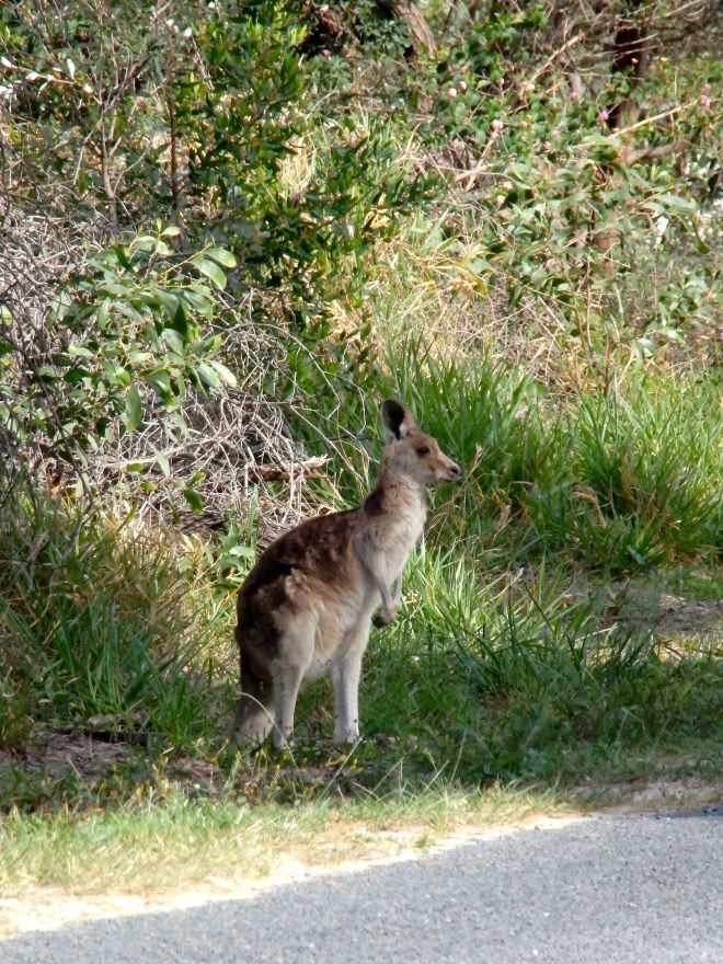 Grey Kangaroo on George Nothing Drive